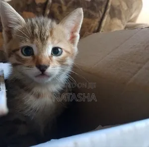3-6 months Female Mixed Breed Tabby