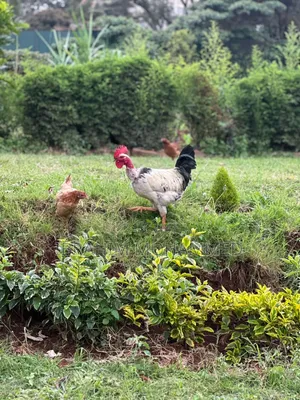 Chickens for Sale