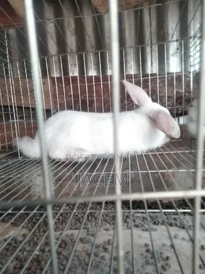Rabbits For Sale