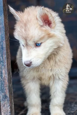 1-3 months Female Purebred Siberian Husky