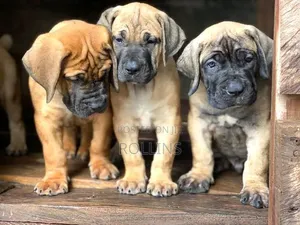 1-3 months Male Purebred Boerboel