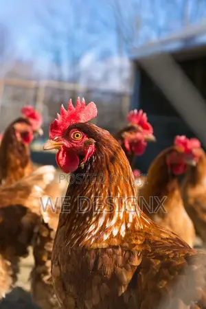 Commercial Chicken Layers