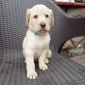 1-3 months Female Purebred Labrador Retriever