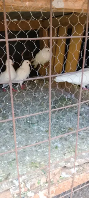 Pigeons White