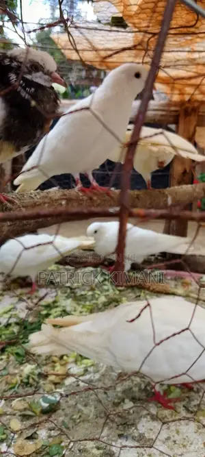 Pigeons White