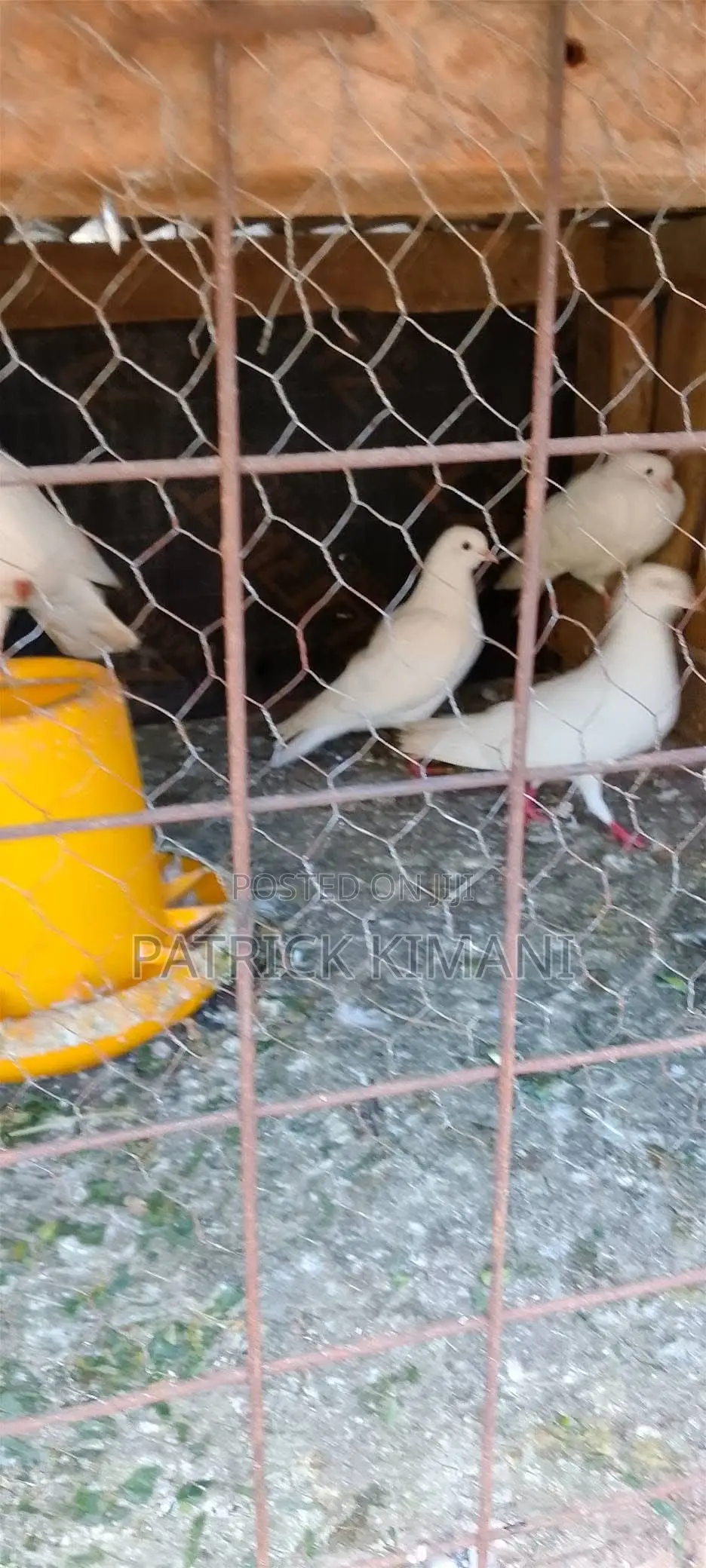 Pigeons White