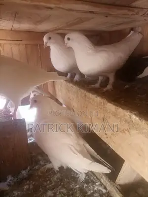 Pigeons White