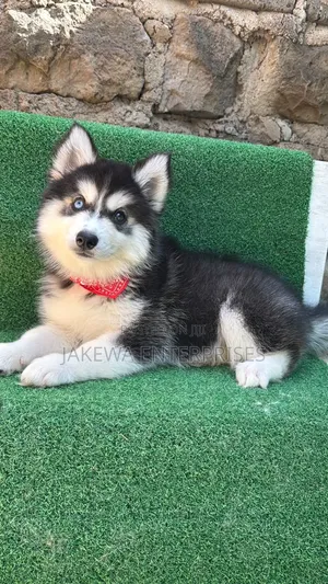 1-3 months Male Purebred Siberian Husky