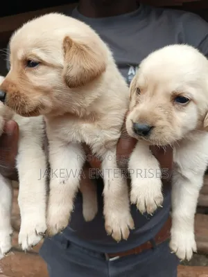 1-3 months Male Purebred Labrador Retriever