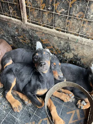 1-3 months Female Purebred Doberman Pinscher