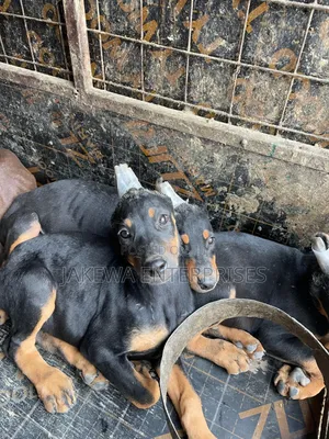 1-3 months Male Purebred Doberman Pinscher