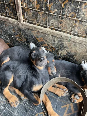 1-3 months Male Purebred Doberman Pinscher