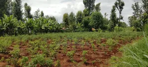 Half Acre for Sale in Kirinyaga Nyangati Near the Tarmac