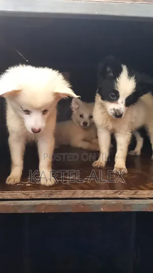1-3 months Male Purebred Japanese Spitz