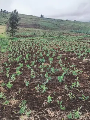 Agricultural Land and Multi Use for Sale