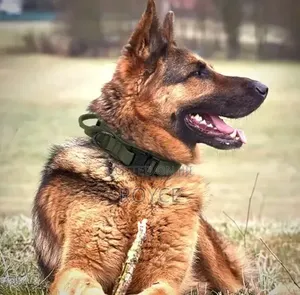 Tactical Heavy Duty Dog Collar