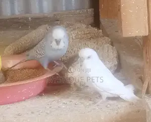 Mature Breeding Pair