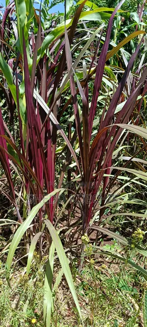 Australian Red (Purple) Napier Grass – High-Yield Premium Fodder