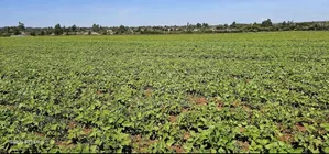 Commercial/Residential Plots for Sale in Marura Eldoret