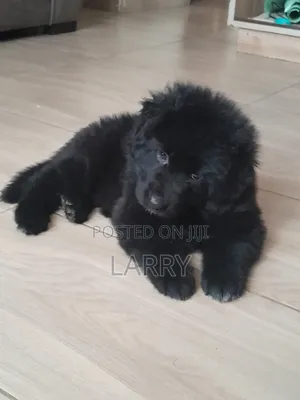 1-3 months Female Purebred German Shepherd