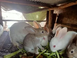 Rabbits, Guinea-Pigs, Kienyeji Kuku