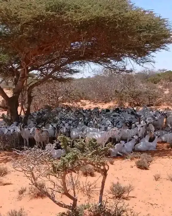 Alinurki Galla Goats