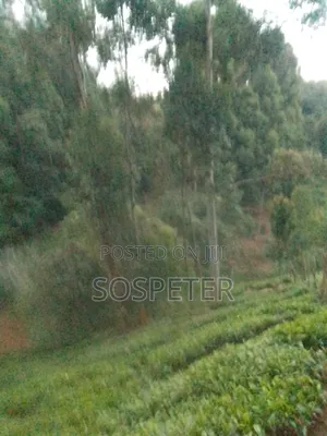 Agricultural Land Kariko Othaya 1.8 Acres