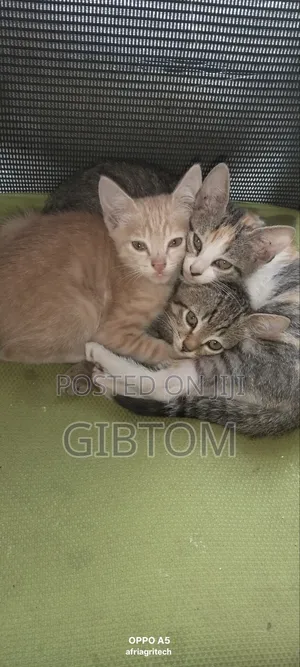 1-3 months Female Mixed Breed Cat