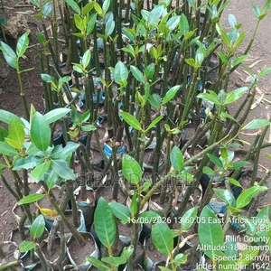 Mangrove Seedlings