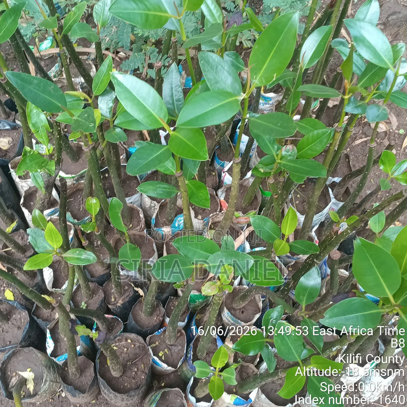 Mangrove Seedlings