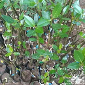 Mangrove Seedlings
