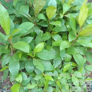 Indian Almond Seedlings
