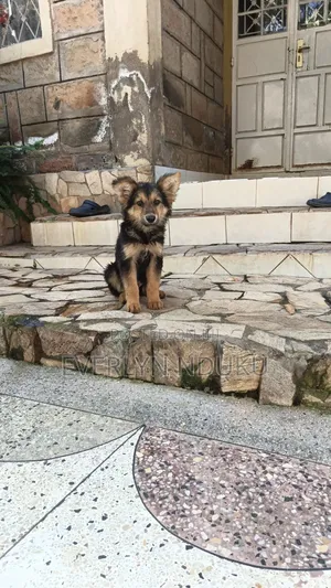 3-6 months Male Purebred German Shepherd