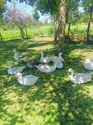Selling Young Mature Laying Geese