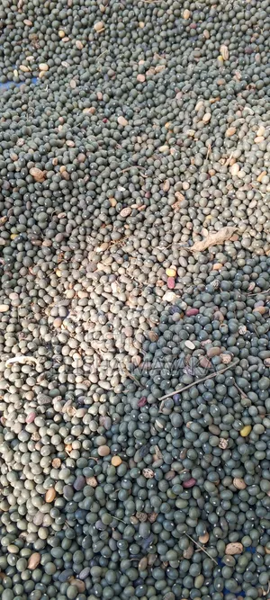 Army Beans