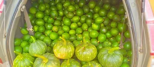 Avocados And Pumpkins For Sale