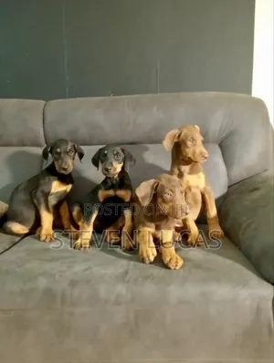1-3 months Female Purebred Doberman Pinscher