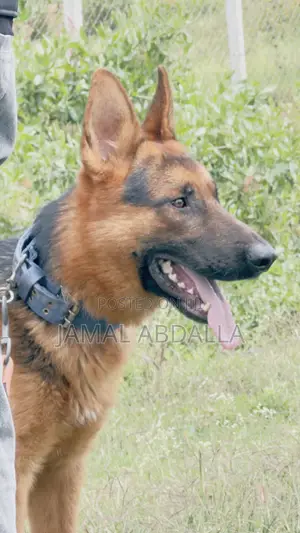 1+ year Male Mixed Breed German Shepherd