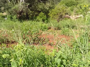 Plot for Sell