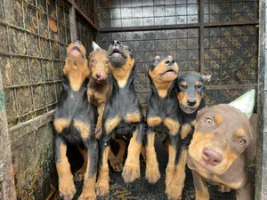 1-3 months Male Purebred Doberman Pinscher