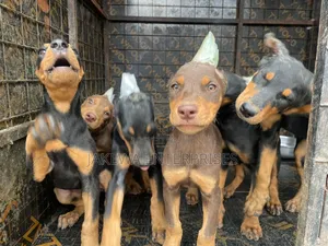 1-3 months Female Purebred Doberman Pinscher