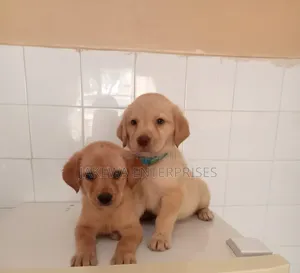 1-3 months Male Purebred Labrador Retriever