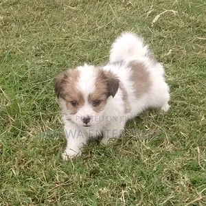 1-3 months Male Purebred Havanese