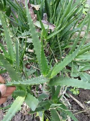 Alovera Plant