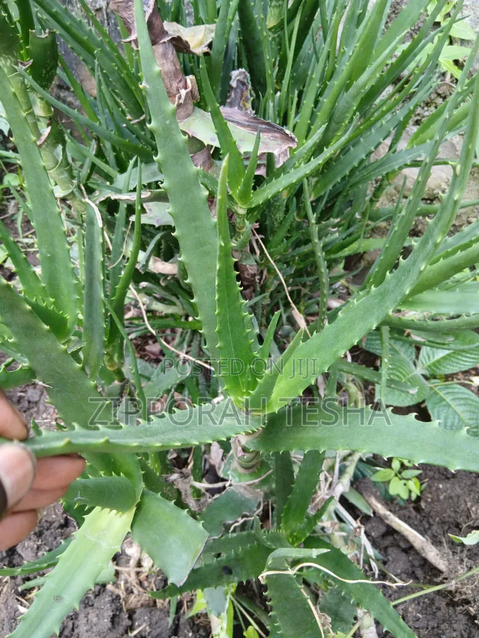 Alovera Plant