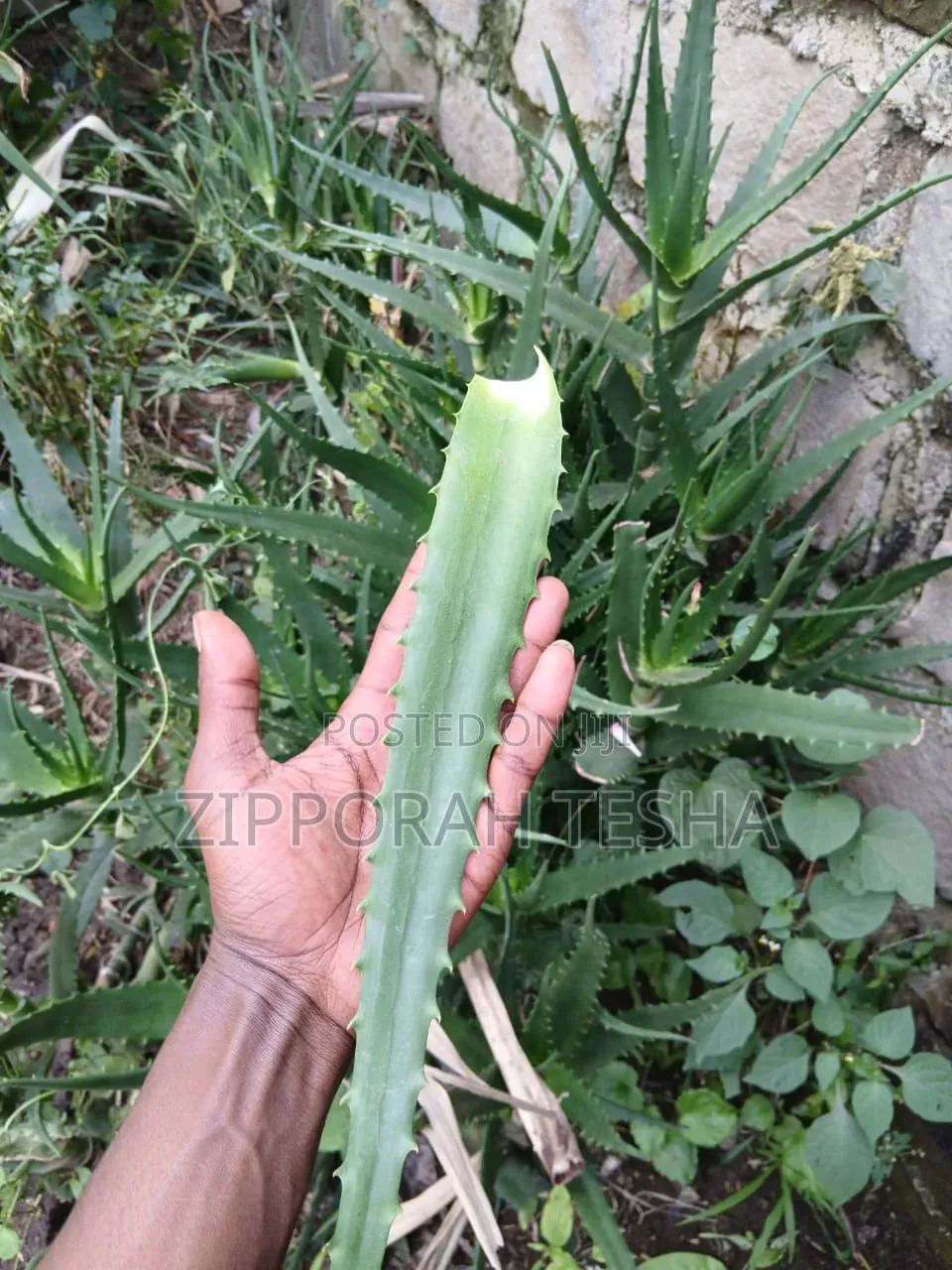 Alovera Plant