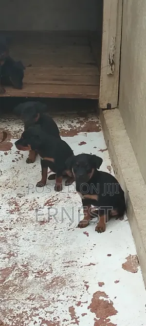 1-3 months Male Purebred Rottweiler