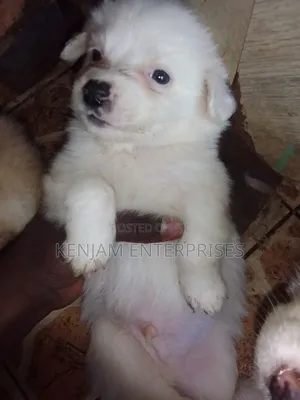 1-3 months Male Purebred Havanese