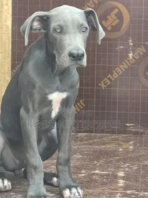 1-3 months Male Purebred Great Dane