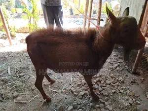 Male Goat Thenge Ruai